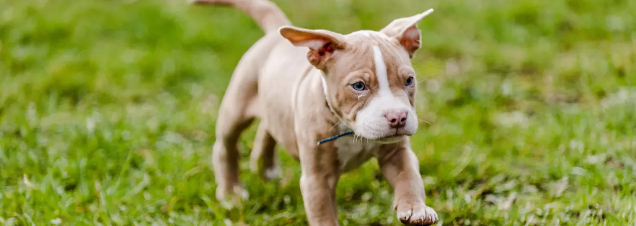 Puppy running in garden
