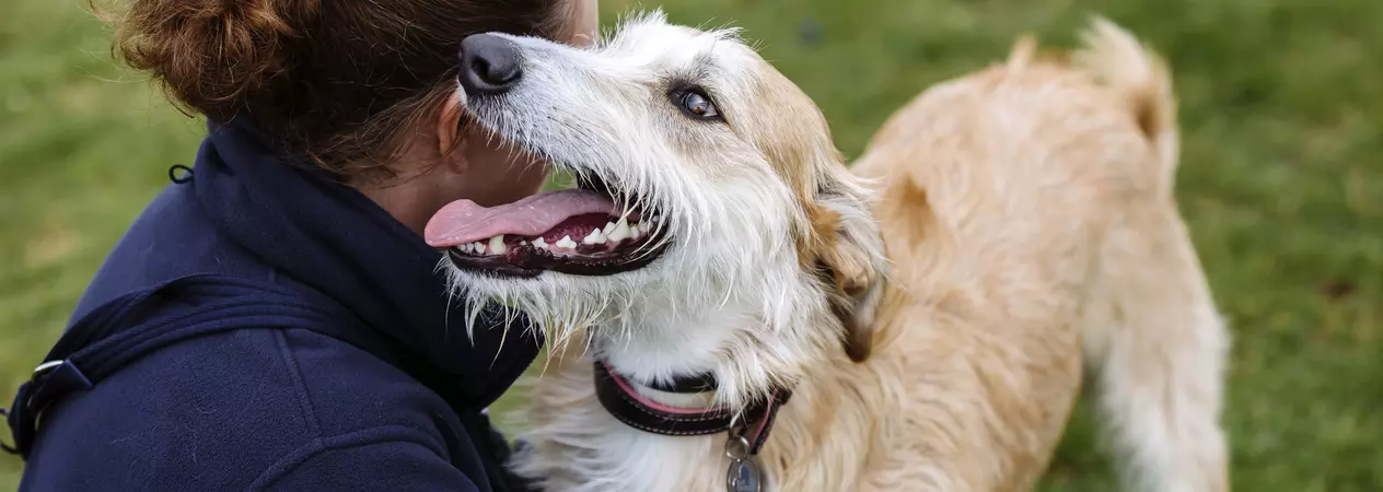 Rocky the lurcher at Burford rehoming centre