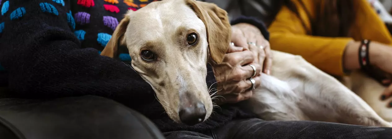 Lurcher lying on owners lap on the sofa, looking into camera 