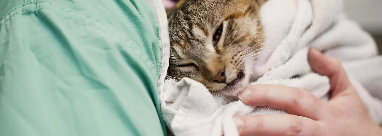 Cat wrapped up in a towel being held by a vet nurse