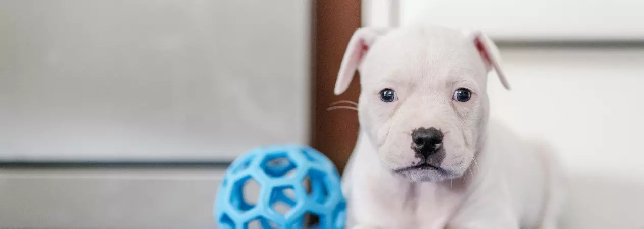 White puppy on floor