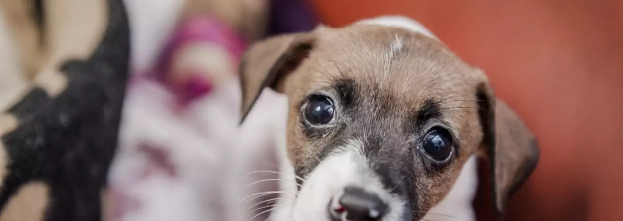 A puppy looking to camera
