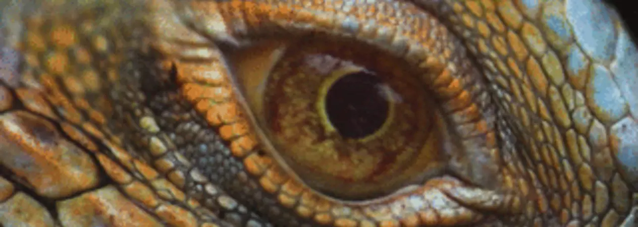 Iguana's eye moving