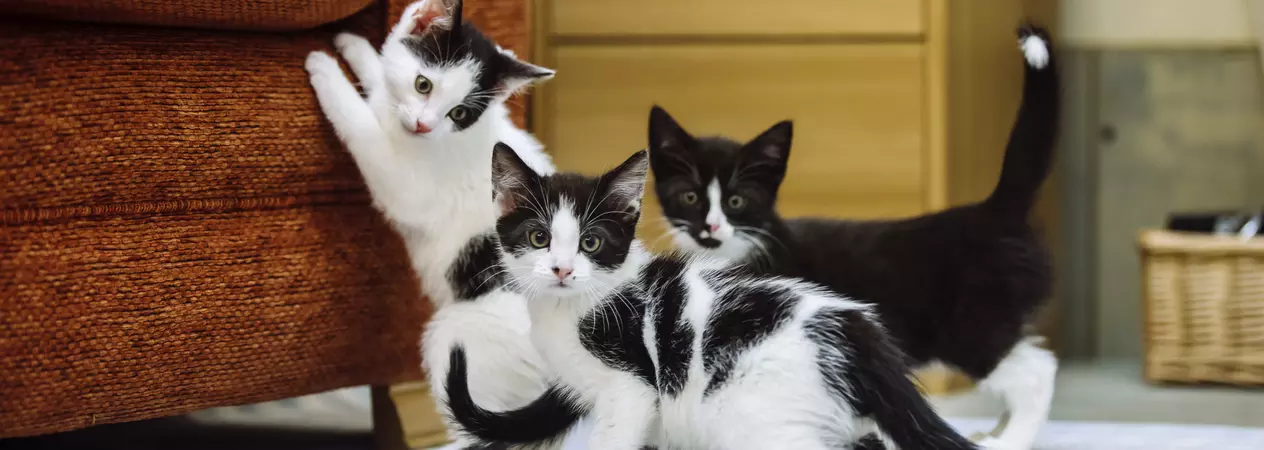 Three black and white kittens play. One has their paws up on a sofa and the others look towards the camera.