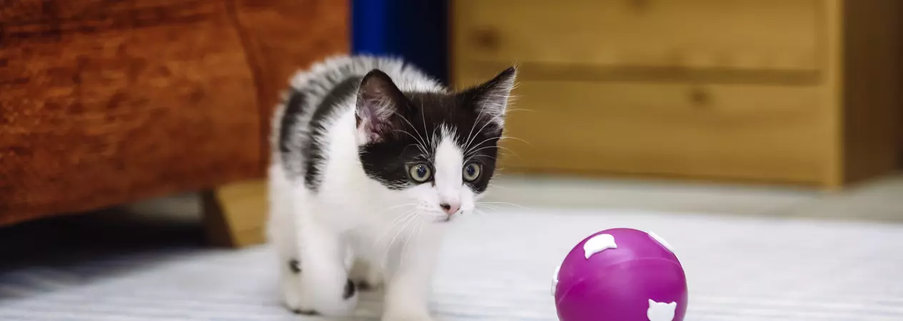 A black and white kitten stalks a purple ball getting ready to pounce