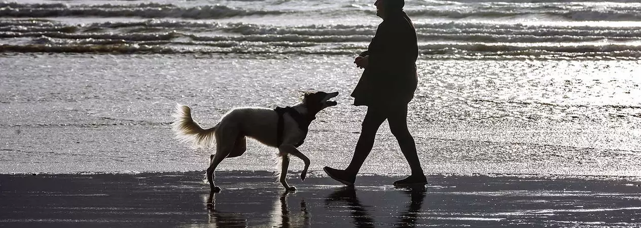 Woman and dog in silhouette on the beach 