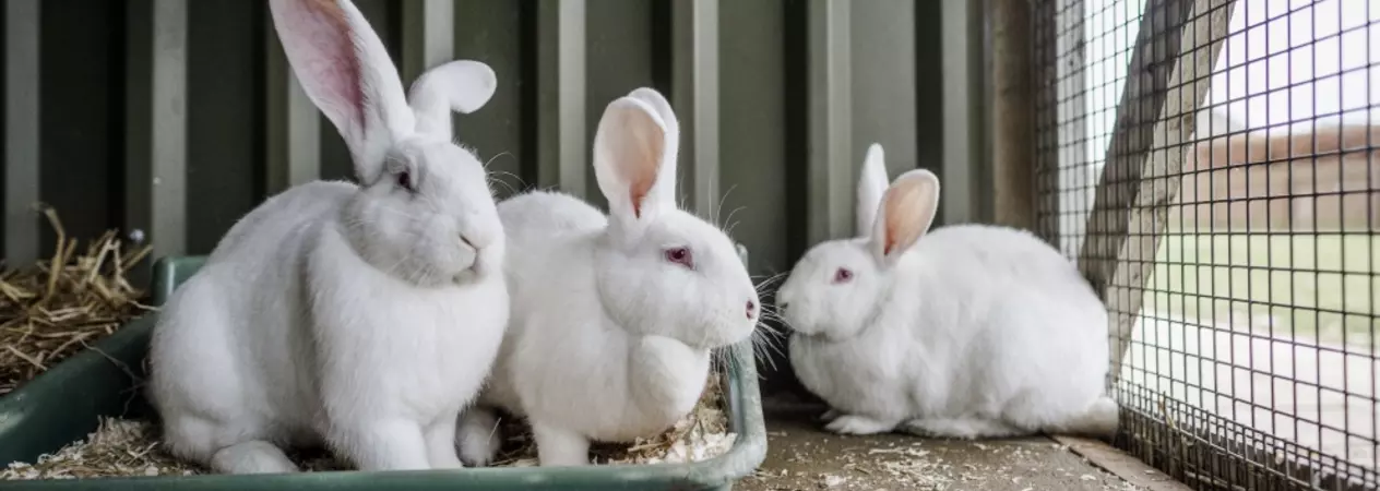 Three large white rabbits sit in a pen