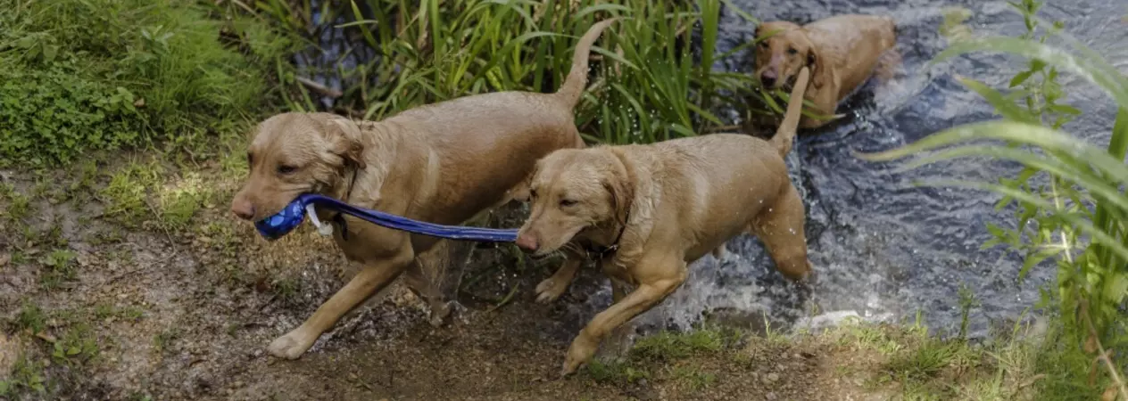 Three red fox Labradors emerge from the water's edge. Two are carrying a blue tug toy together in their mouths, while the third waits in the water behind them.
