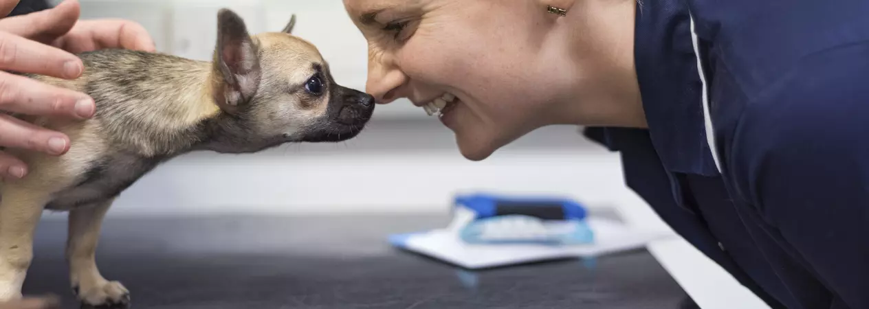 Chihuahua touching noses with vet nurse