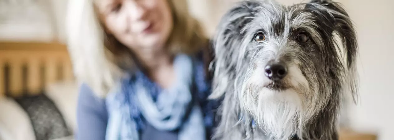 Dog looking at camera with woman in background