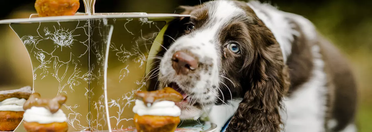 Cocker spaniel, sneakily eating a cake for dogs