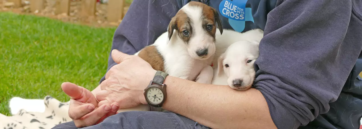 Puppies on Blue Cross team member's lap