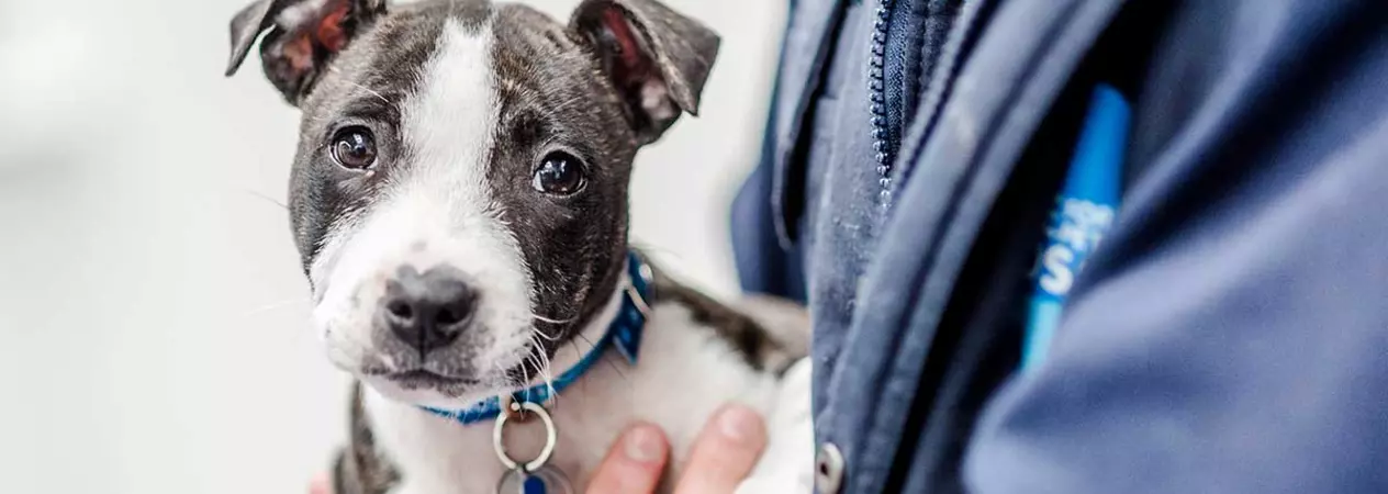 Staffordshire bull terrier looking softly into camera