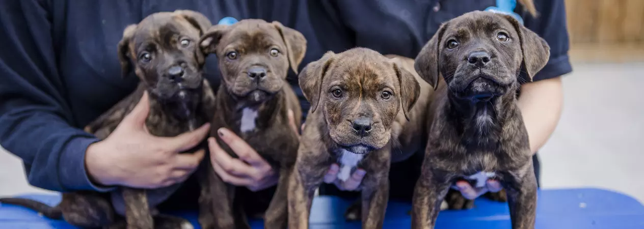 Four puppies in a row looking to camera