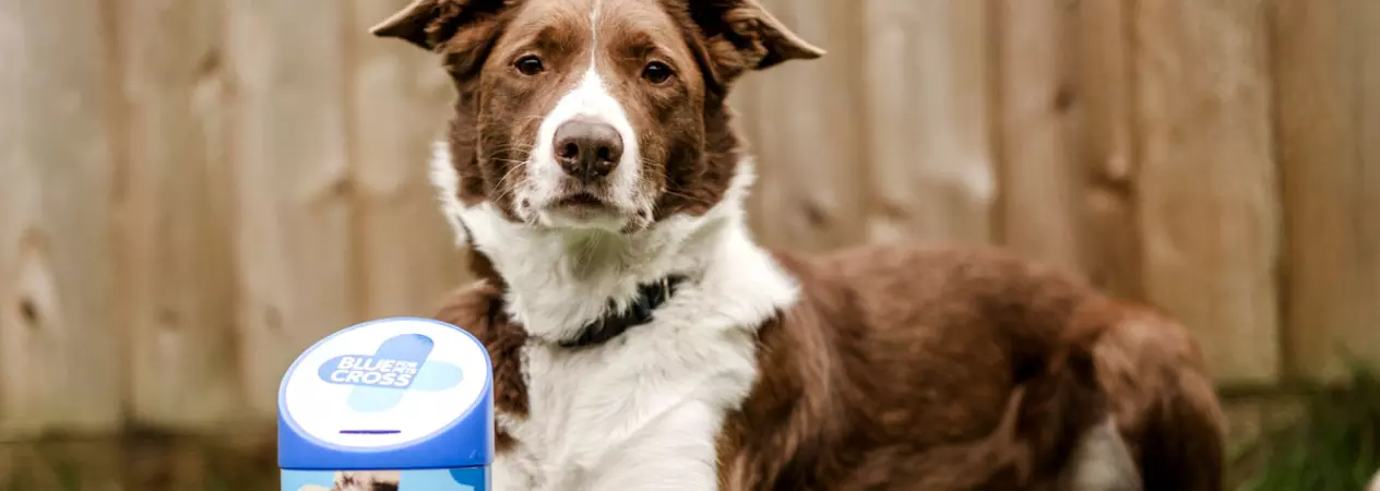 Brown and white border collie lying on grass with Blue Cross money collection tin between front paws