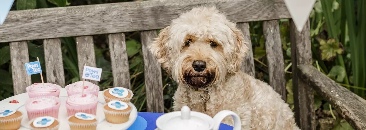 A golden cockerpoo sits on a bench looking a table which is laden with cupcakes and a teapot