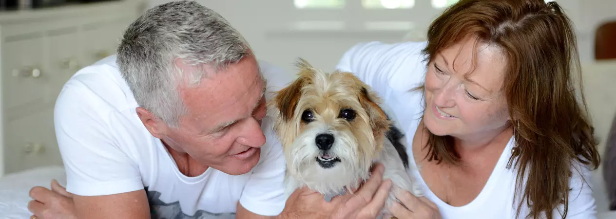 Couple lying down with jack russell in between them