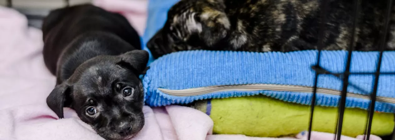 Two puppies in crate