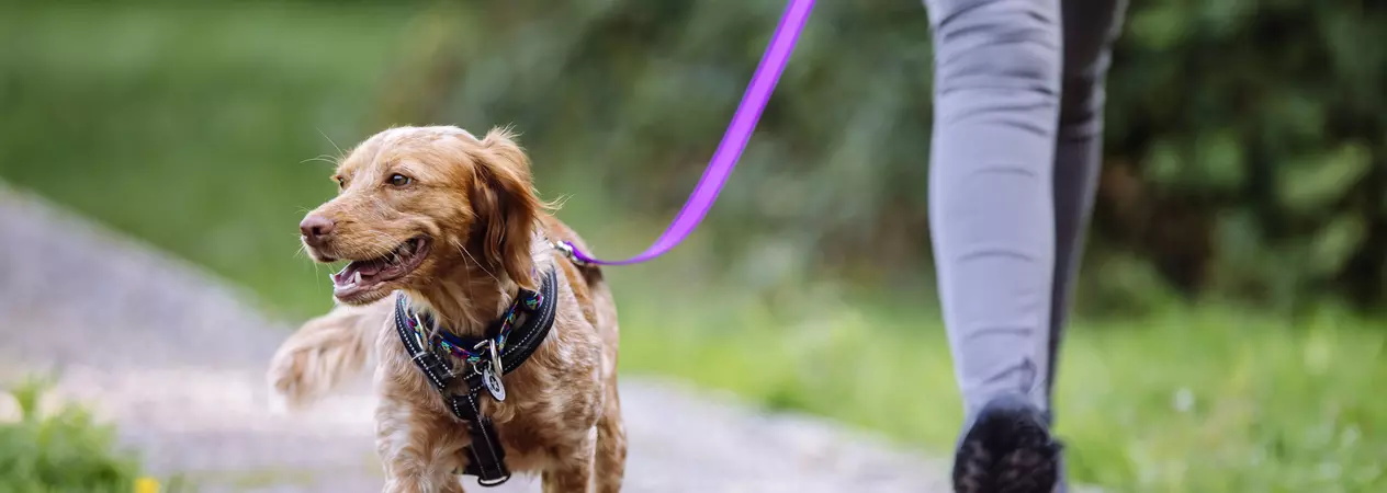 A red cocker spaniel cross walks along a path on a purple lead, her tail wagging