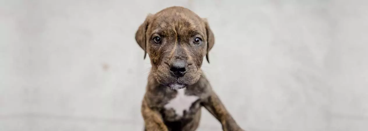 Brown puppy looking into camera