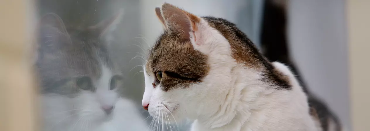 A white and tabby cat looks out of a window
