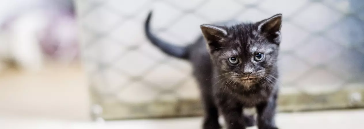 Kitten walking in front of a mesh background