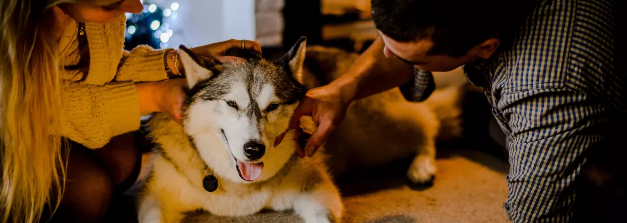Cinders the husky sits by the fire stroked by his owners