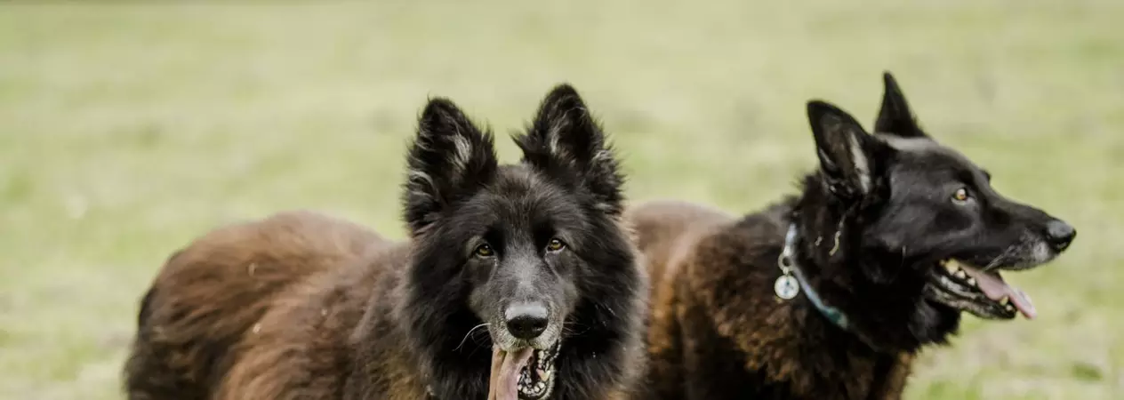 Two dogs in a field