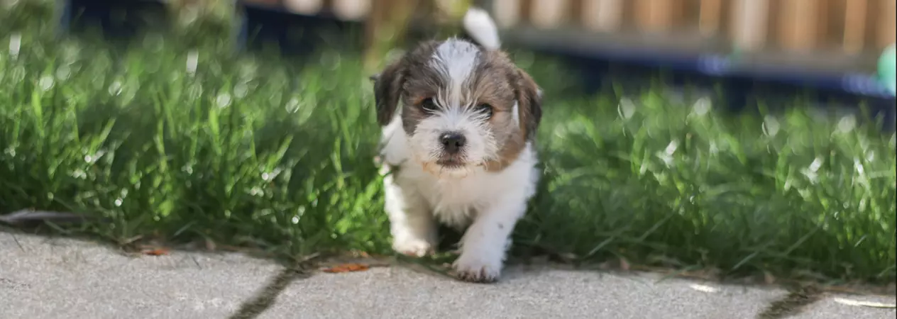 Herbie the puppy walking towards camera