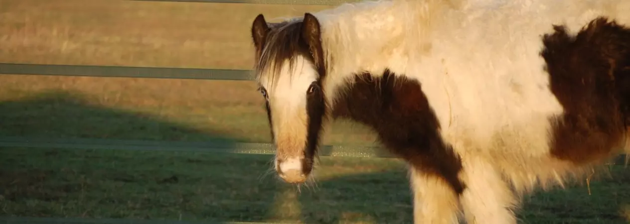 A brown and white horse in a field looks dishevelled and sad