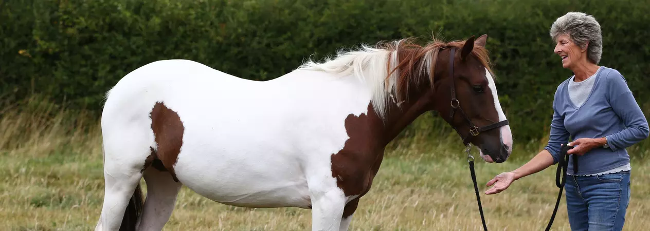White and brown horse Denny with his owner in his new home