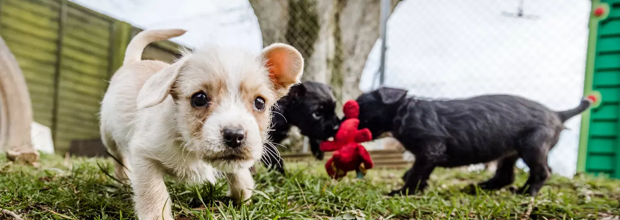 A golden crossbreed puppy sneaks towards the camera lens while her two black littermates play tug with a red toy in the background
