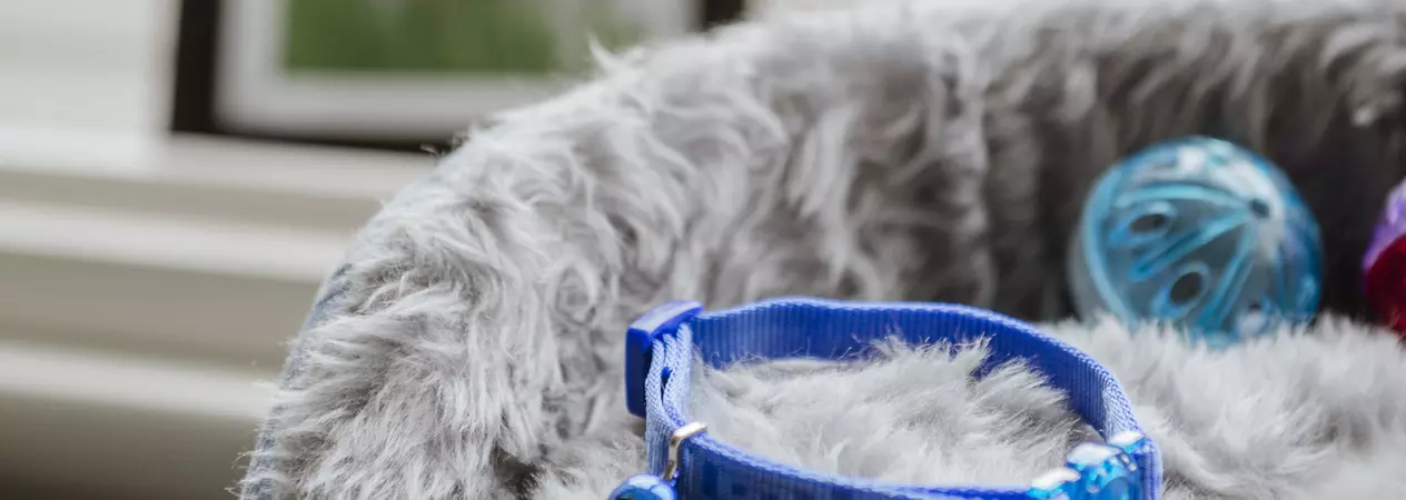 a blue collar rests on a grey fluffy pet pet, with a photoframe featuring a photo of a cat say behind on the windowsill