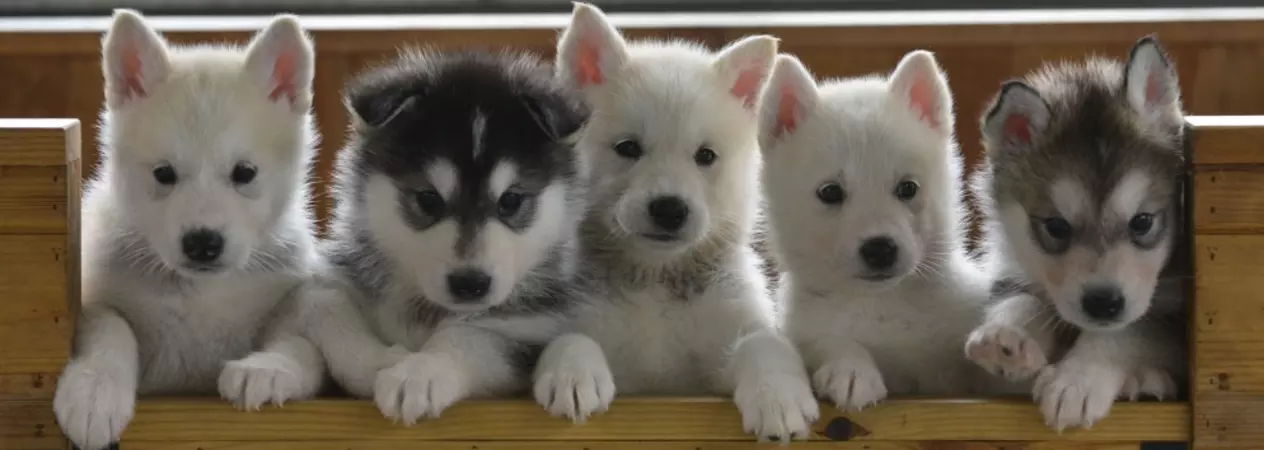 A group of husky puppies