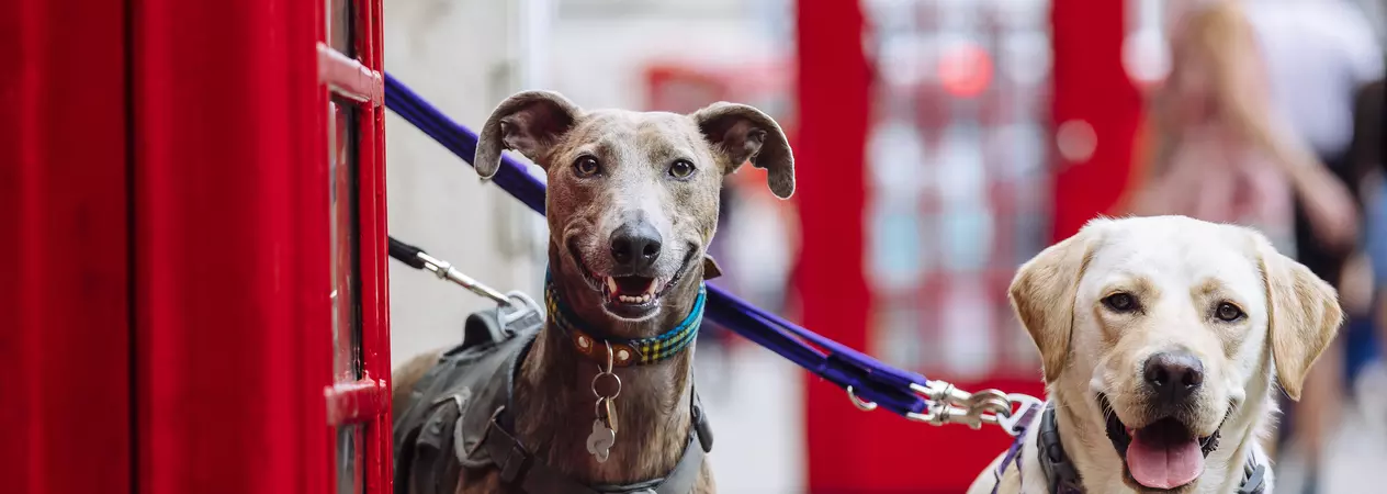 Brindle lurcher and golden Labrador side by side by a London phonebox, looking to camera