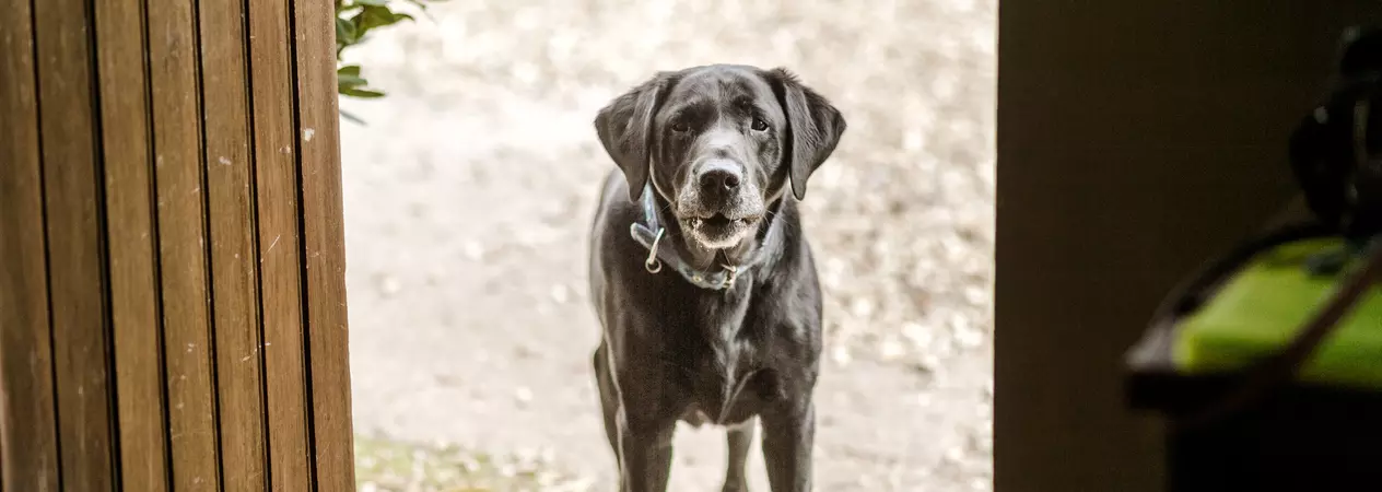 Black Labrador stood at back door of house, looking to camera