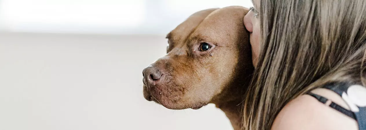 Archie the pitbull