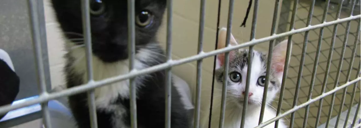 Kittens behind bars in a cage