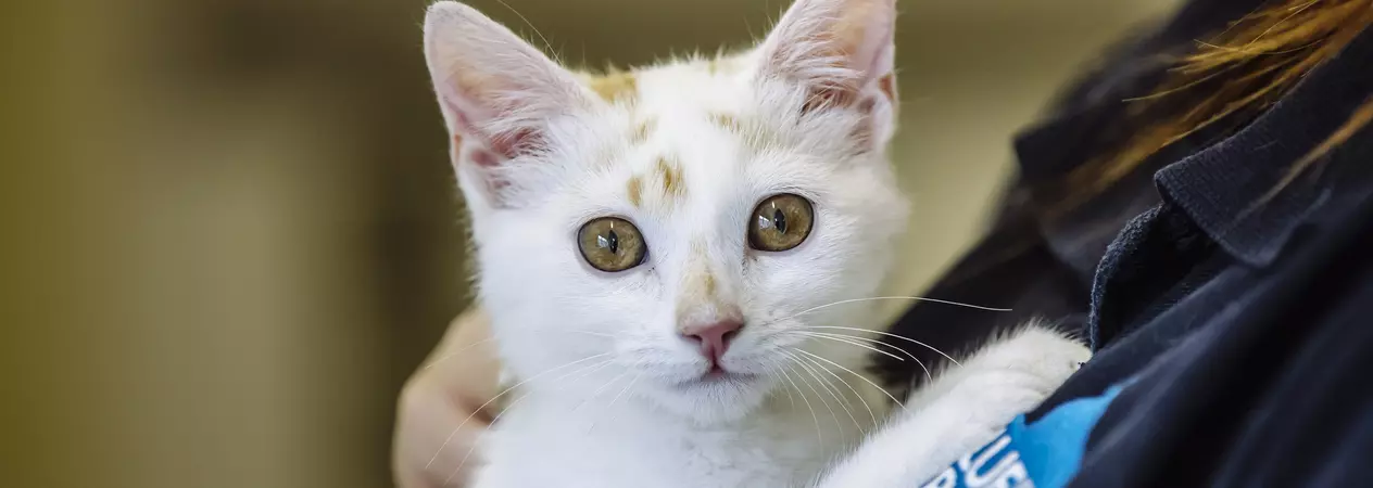 A white kitten with ginger flecks on her face is cuddled by a Blue Cross employee. The Blue Cross logo can be seen on the employee's uniform.