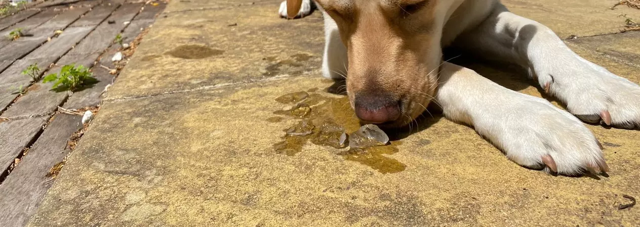 Golden Labrador licking ice cube on floor