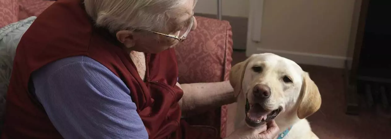 A lady sitting on her sofa stroking a Labrador dog