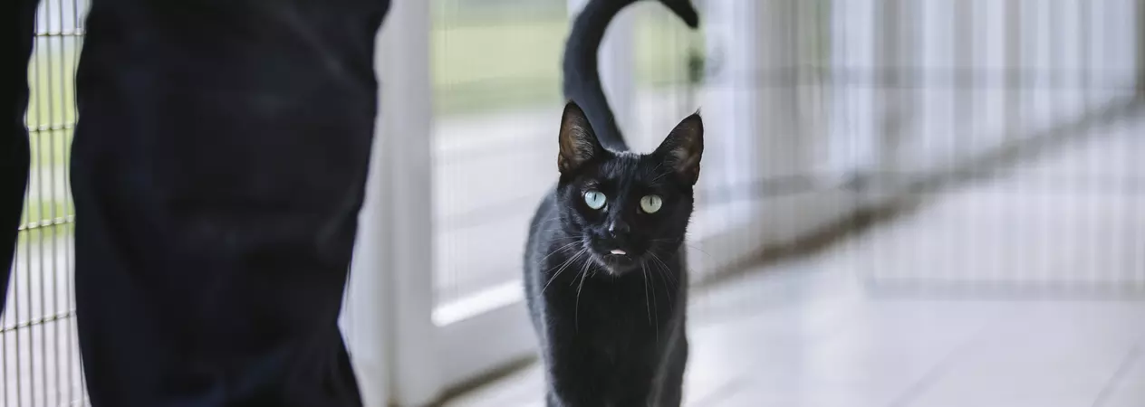 Black cat looking at camera and walking over to Blue Cross employee