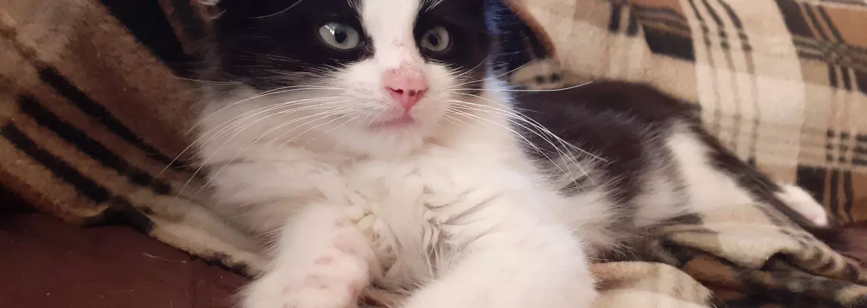 Kitten Dale lying down on a blanket