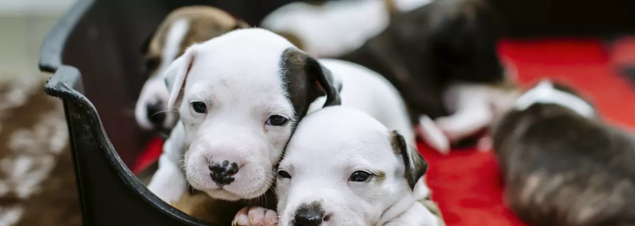 Puppies