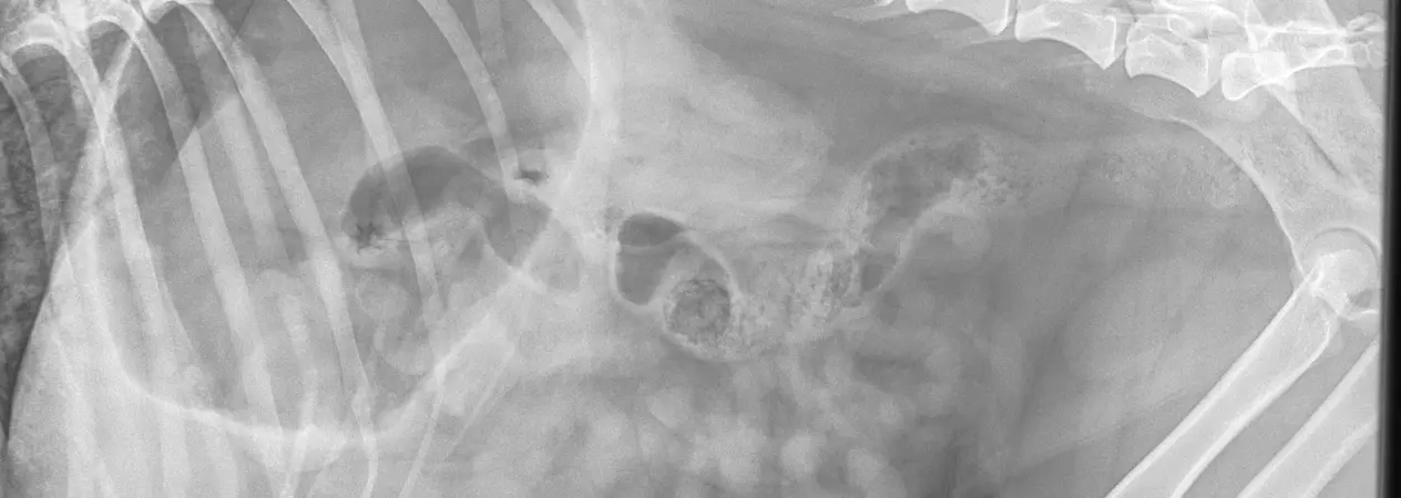 An Xray showing the lungworm in Jessie