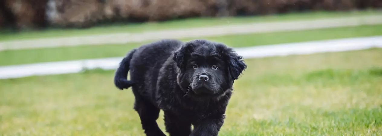 Black dog playing on the grass