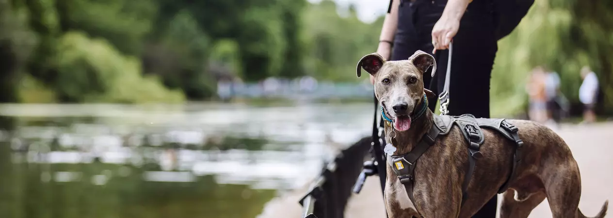 Flynn in St James' Park, London
