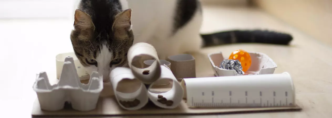 Cat sniffing homemade cat puzzle feeder
