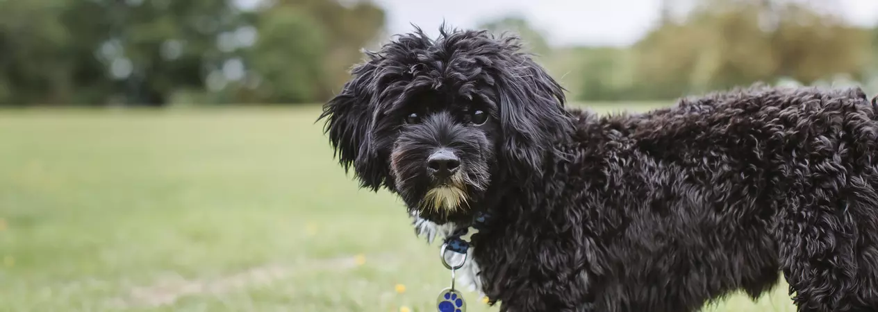Benji in his local park looking to camera
