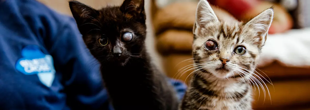Mac and Cheese before their eye operation
